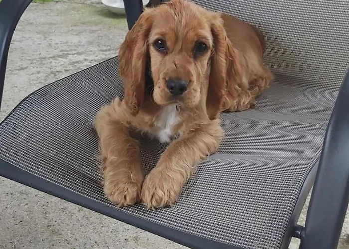 Hotel de apartamente Oniro &